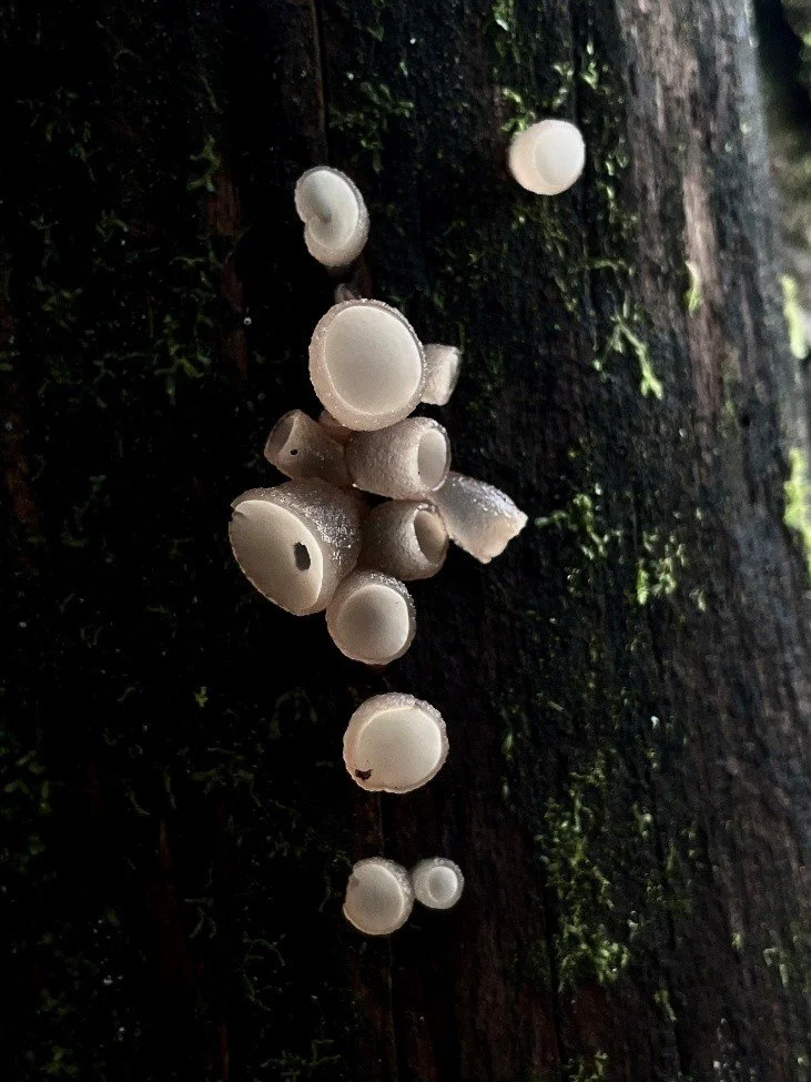 The Weird and Wonderful World of Fungi at Leonardslee